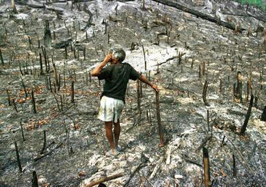 DEFORESTED AREA IN AMAZON
