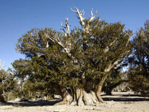 World's Largest and Oldest Bristlecone Pine Tree, the Patriarch, White Mountains, California, USA - 3300 years old!